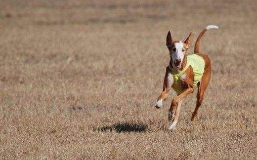 宠物狗大全免费观看,什么狗最好养又听话又聪明大型犬