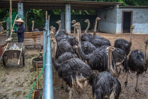 养殖鸵鸟怎么养殖得快些,为什么不建议养殖鸵鸟