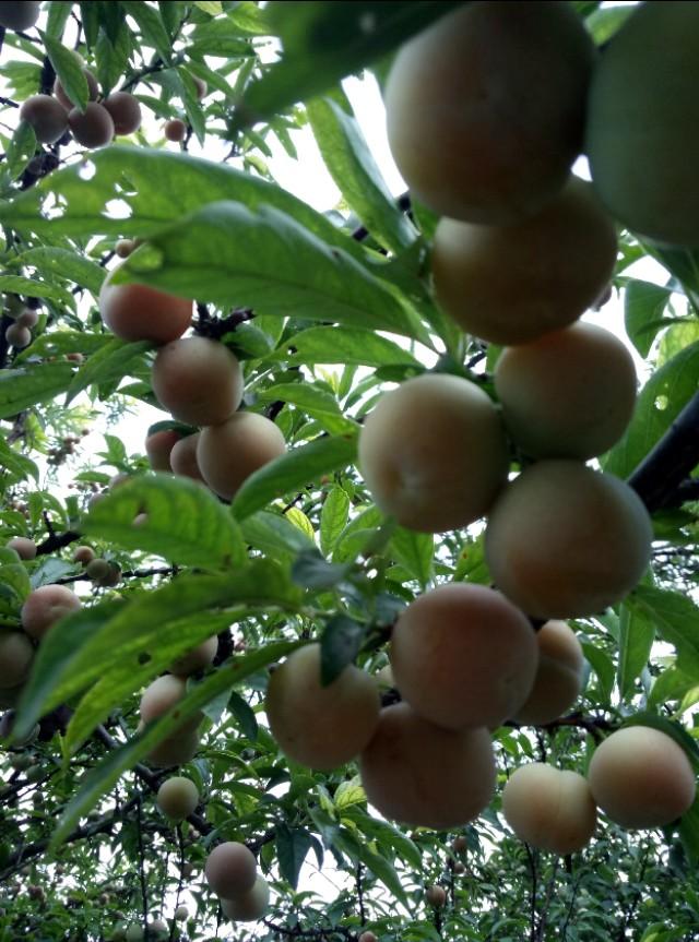 饼肥可以直接施吗,饼肥怎么快速腐熟