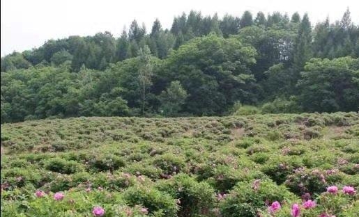 通化市五道江玫瑰谷,吉林逸香源旅游开发有限公司