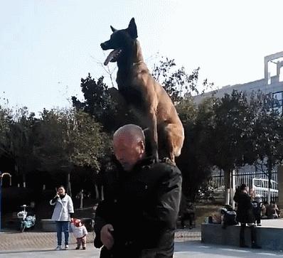 养马犬比养德牧更好，这几个原因，你无法反驳