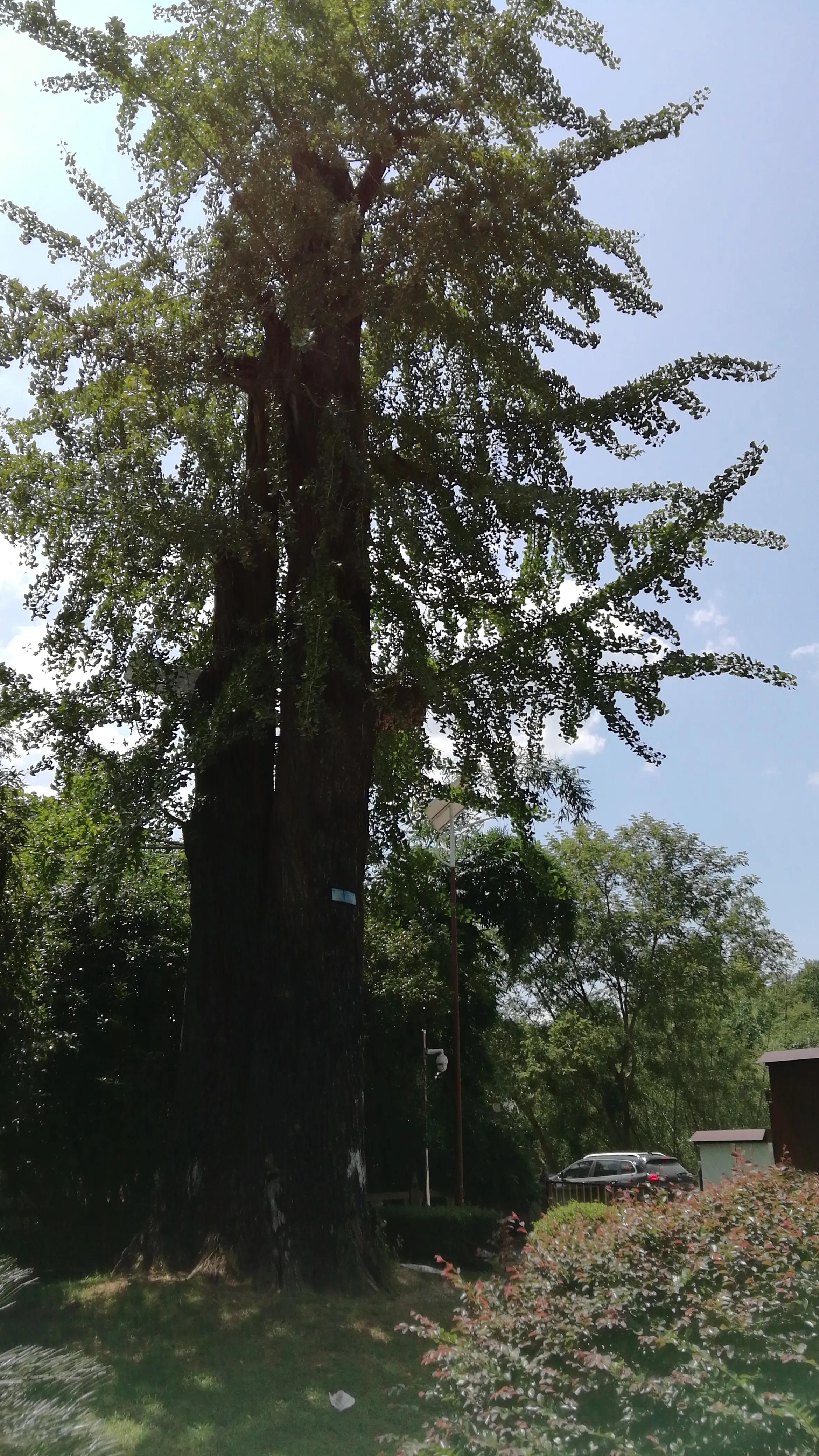 湖南株洲炎陵县，“神州第一陵”炎帝陵，全球华人精神家园（一）