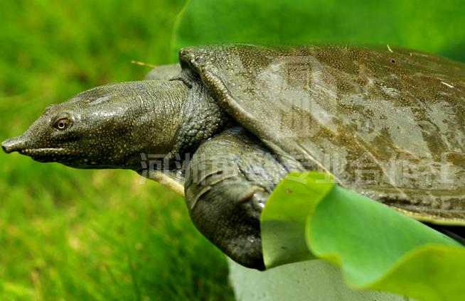 甲鱼要怎么养啊,甲鱼要怎么养大