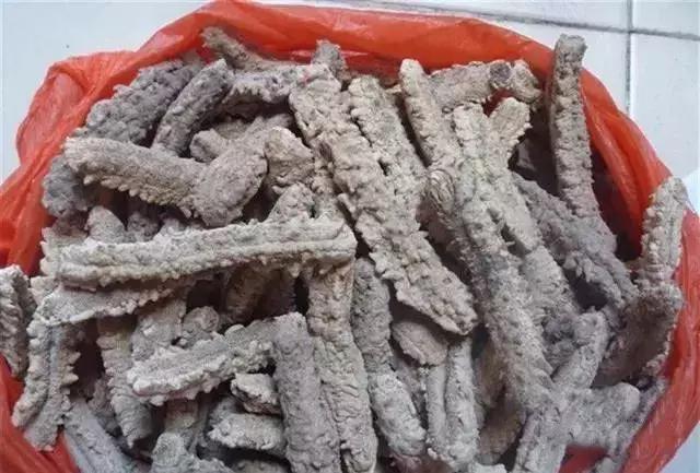 海参的图片和海参的知识,海参介绍的视频