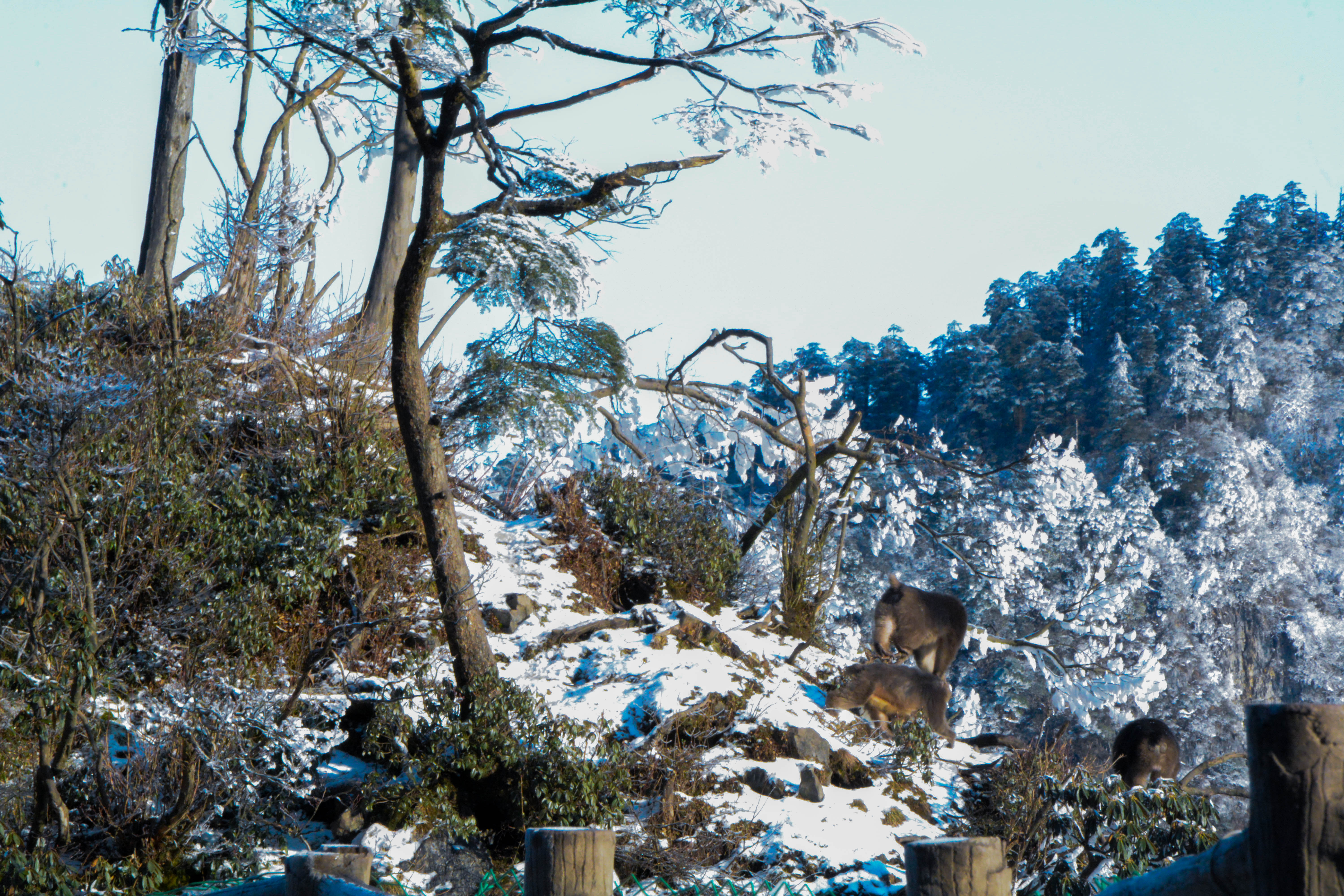 峨眉山冬雪仙境,峨眉山象城旅游