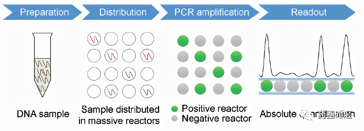 公司|分子诊断——领航基因