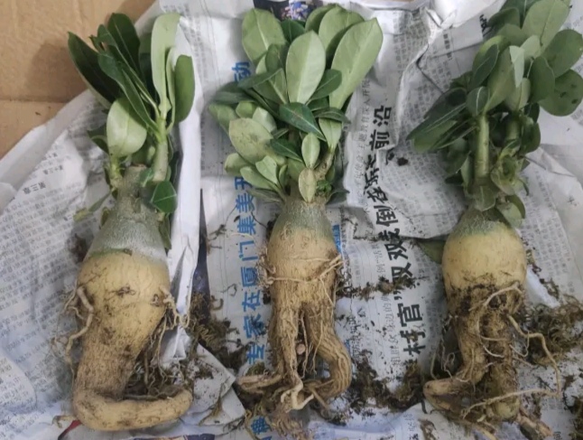 沙漠玫瑰肚子软怎么补救,沙漠玫瑰为什么肚子越养越小