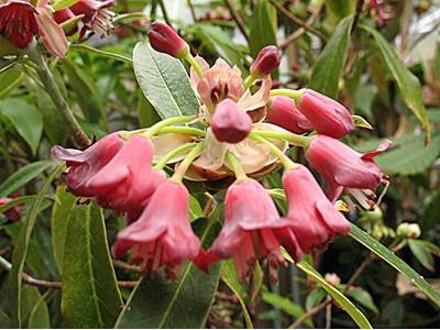 怎样养杜鹃花开的更旺,杜鹃花长得很旺盛为什么不开花