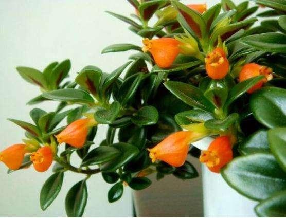 金鱼吊兰花苞期可以用磷酸二氢钾,金鱼吊兰怎么养才能长得快又茂盛