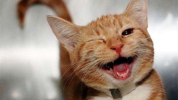 猫咪咬人如何纠正,自家的猫咪为什么这么喜欢咬人