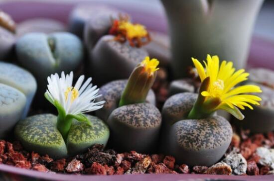 生石花怎么养,生石花的养殖方法和注意事项