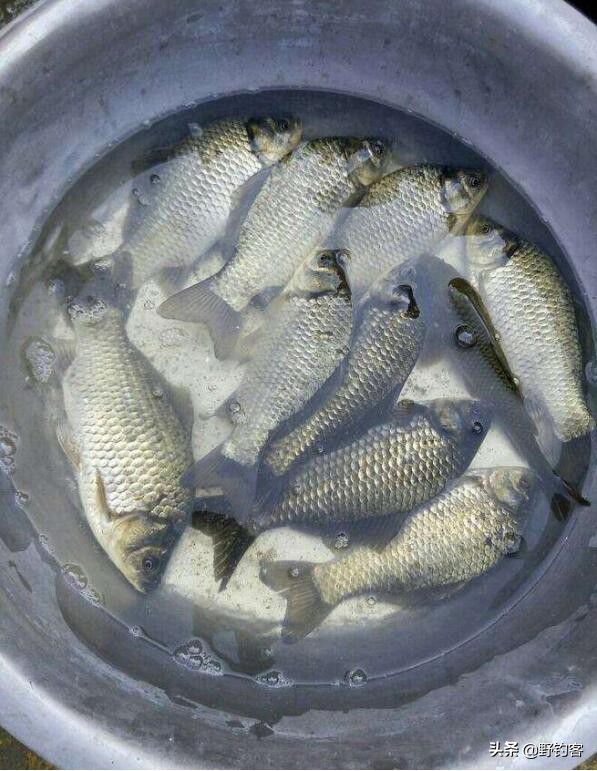 野钓视频野钓鲫鱼,野钓小鱼杂鱼多怎么办