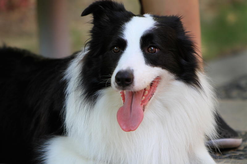 边境牧羊犬掉毛了怎么办,边境牧羊犬毛怎么打理