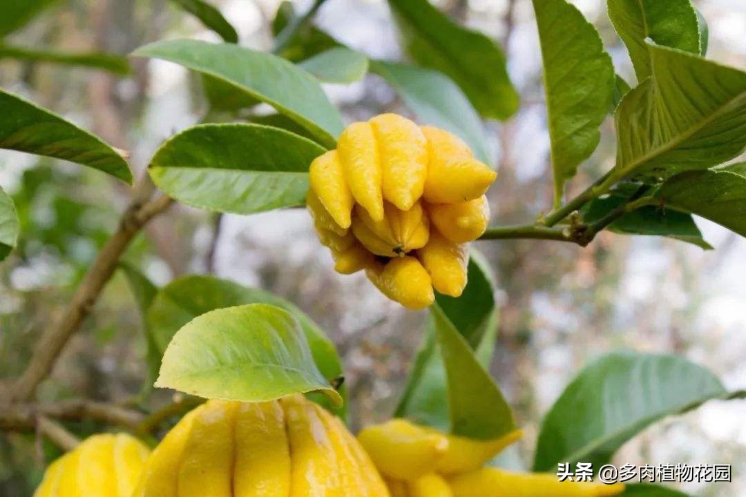 盆栽佛手柑的养殖方法,盆栽佛手柑怎么养护