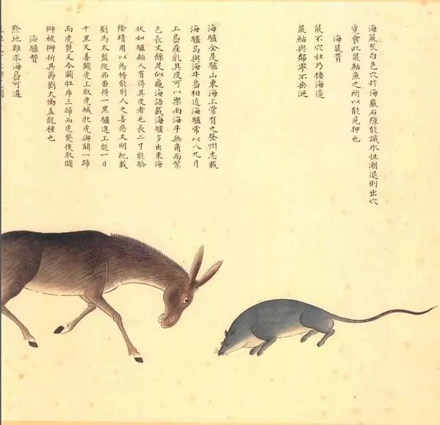 清代海错图有用吗,故宫海错图展