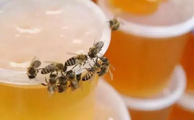 蜜蜂喂水加多少盐,蜜蜂的饲养技术有哪些