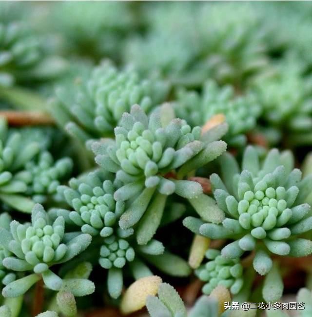 365种·常见花卉图谱，观果和多肉植物收藏篇