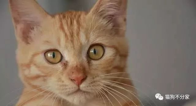 清理猫毛小妙招百洁布,怎样清理猫屎