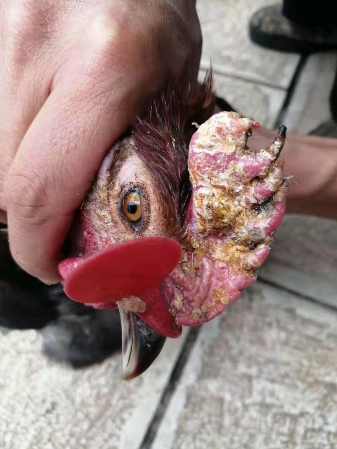 霉菌性炎症治疗经验,霉菌感染怎么治疗医问医答