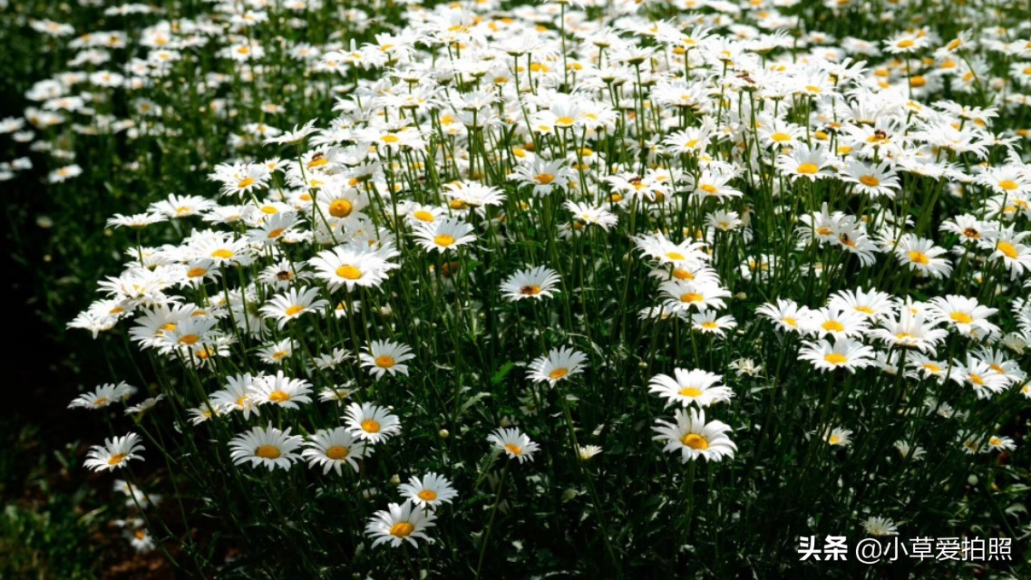 威海十一月羊亭公园,威海羊亭公园最新视频