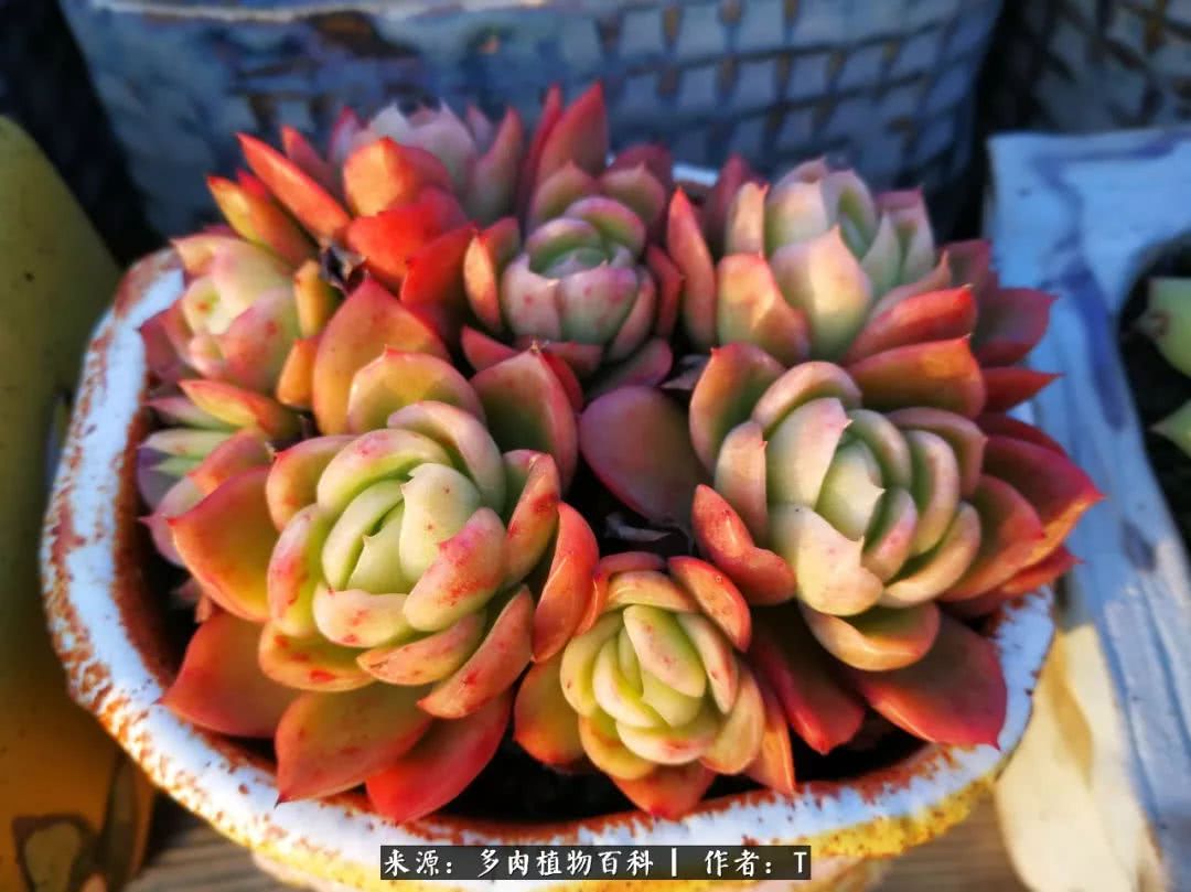 多肉还可以这样玩(上):八年养肉路剪影!