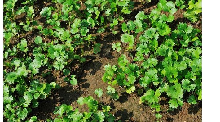 香菜和大蒜高产的种植方法,香菜怎么种出苗快还高产