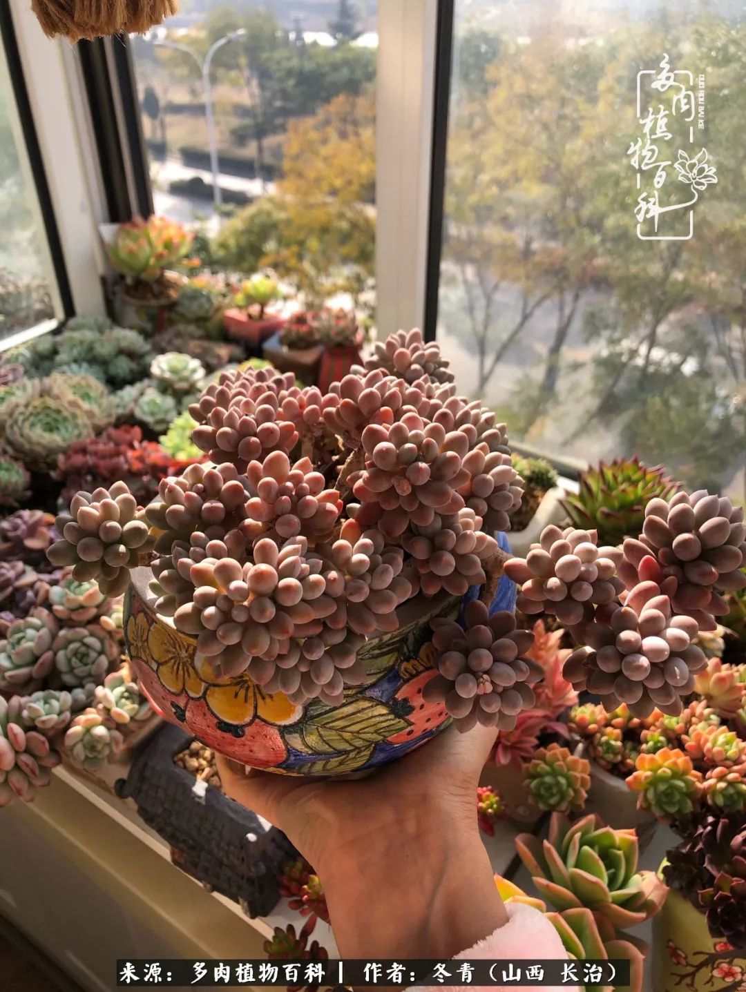 阳台养多肉徒长怎么办,阳台养多肉养殖方法和注意事项