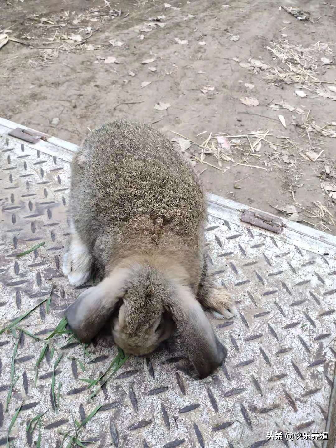 养兔的100个技巧,养兔必备技巧视频教程大全