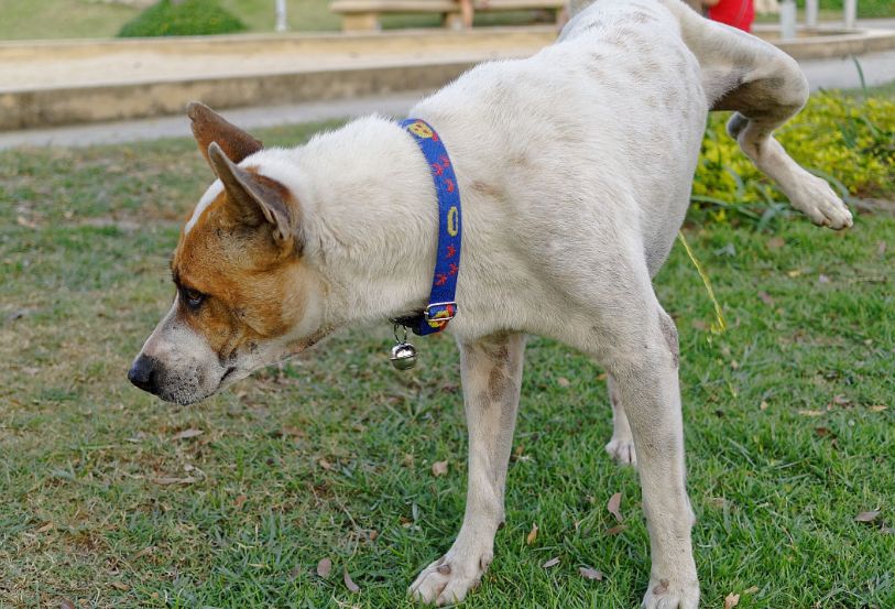 长期不遛狗的人,长期不遛狗有什么后果