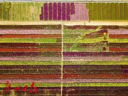 广州彩色油菜花田,广州最全浪漫花海打卡地点在哪里