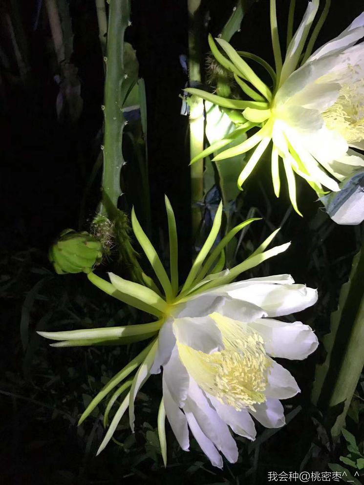 燕窝级火龙果,燕窝果海南火龙果