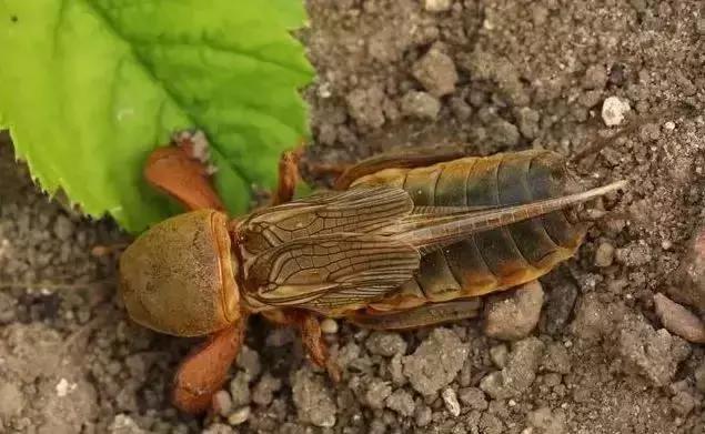 防治蔬菜地下害虫的无公害农药,蔬菜害虫种类及防治ppt