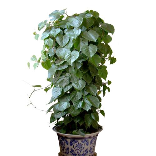 既好养活又长得快便于观察的绿植,叶片可以长很长的绿植