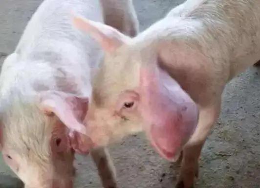 猪耳肿是怎么回事,猪耳朵肿大是什么病