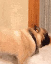 狗子绝育后的绝望,狗子绝育是不是就安稳了