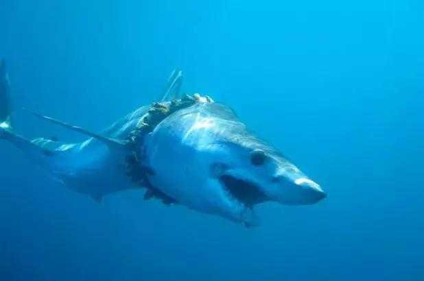 1116只鲨鱼被塑料缠住，不及余文乐发布一则视频引发的“痛感”