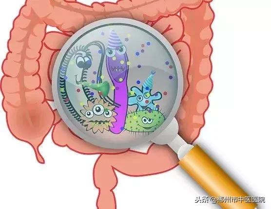 大蕉通便还是香蕉通便,苹果通便还是香蕉通便