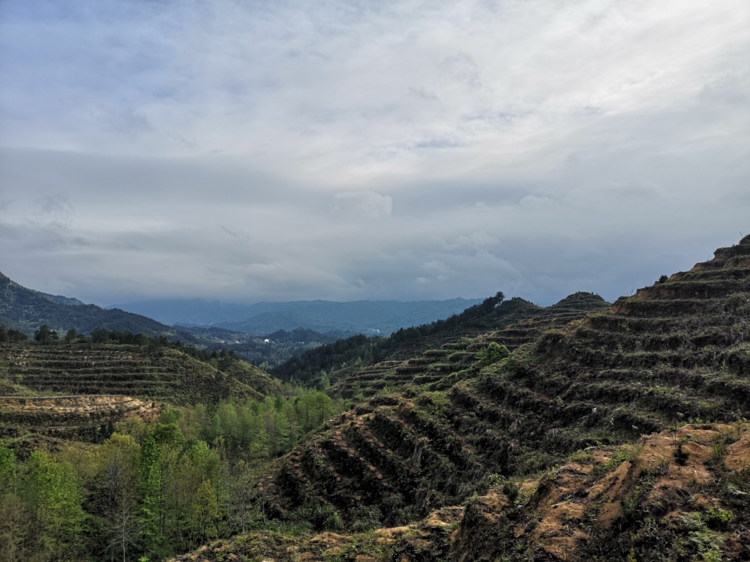 竹林深处探宝——只为了那一棵黄精