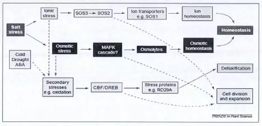 土壤太咸作物遭殃盐渍化咋解决,土壤盐渍化怎么办