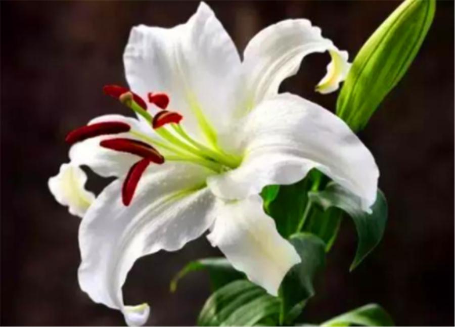 百合使用叶面肥和生根肥有功效吗,百合怎么浇水才能爆盆