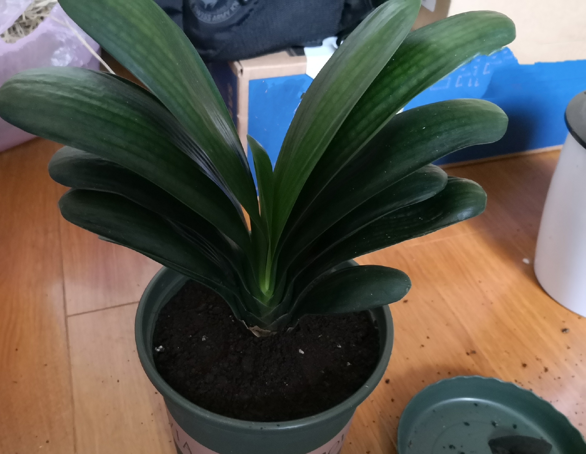 柳枝水能让君子兰快速生根,君子兰上盆柳树枝条浸泡