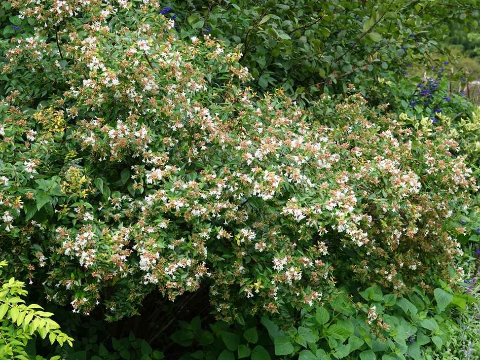 降龙木花树,降龙木树花图片