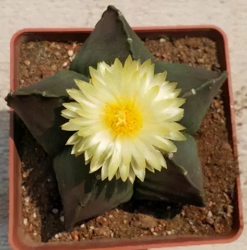 多肉仙人球哪个品种最好,多肉仙人球品种介绍