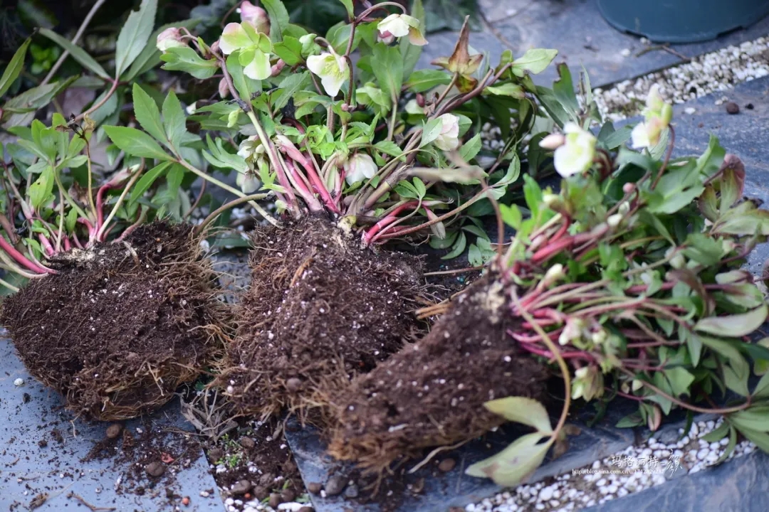 大雪天能种的植物,迷你玫瑰是不是一年四季都能开花