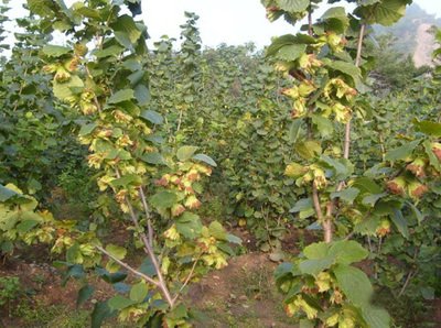 榛子是个什么干果,十大坚果榛子