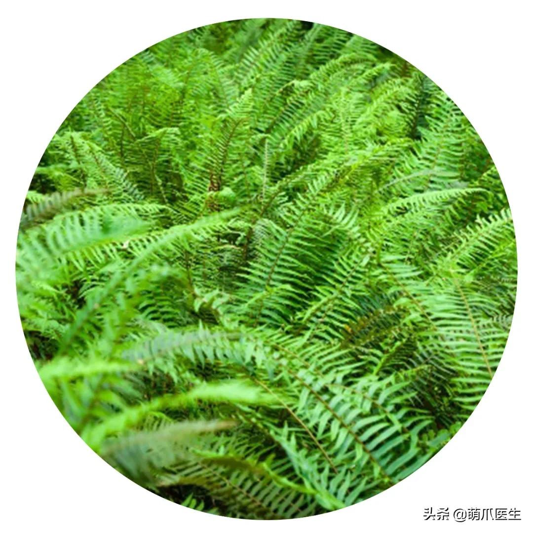 养猫能养啥花草,养了猫还可以养兔子吗