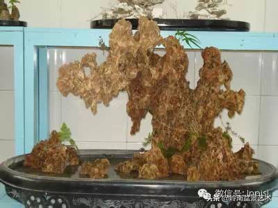 吸水石盆景位置,吸水石盆景教程