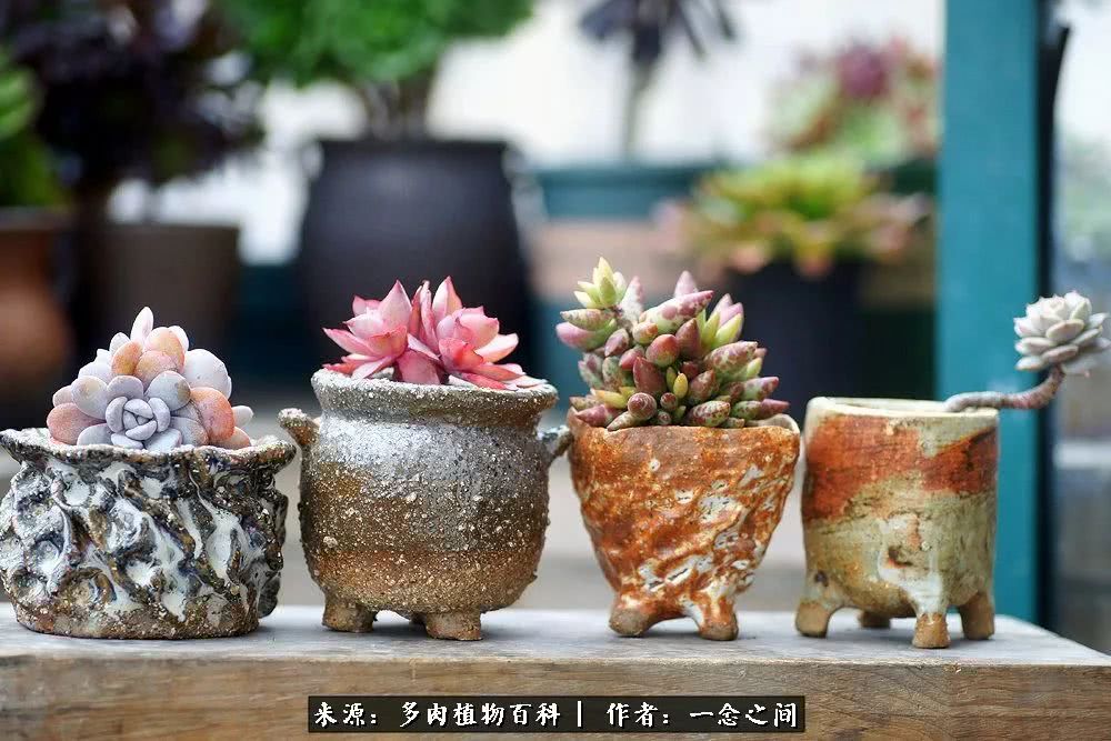 多肉牛群里的“七福神”（下）：男神篇！