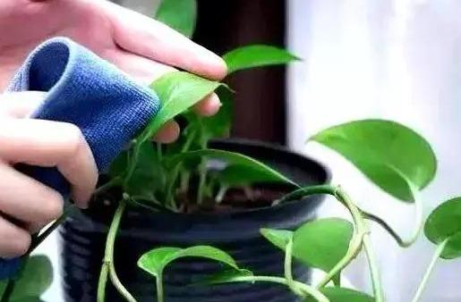 室内盆栽植物怎么杀菌,家里绿植叶子怎么清洁更亮
