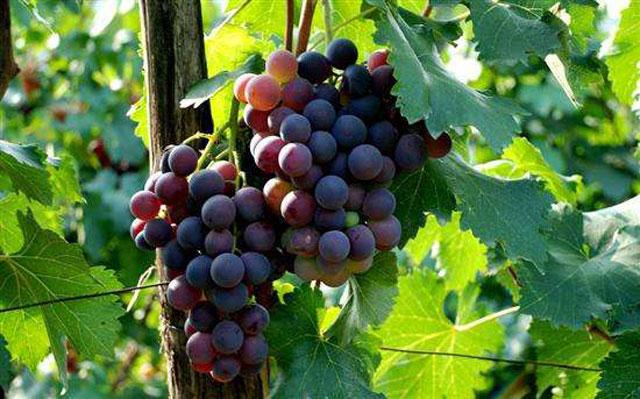 葡萄日灼病是什么病,葡萄日灼病症状比较少的品种
